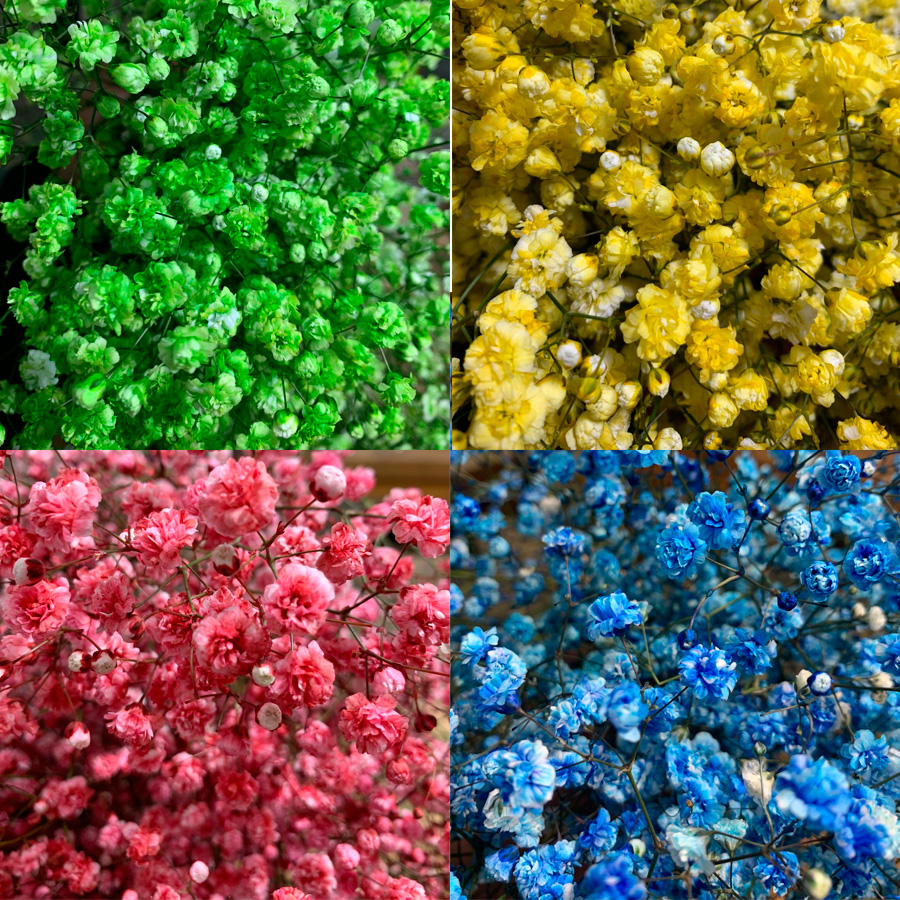 GIPSO-COLORES