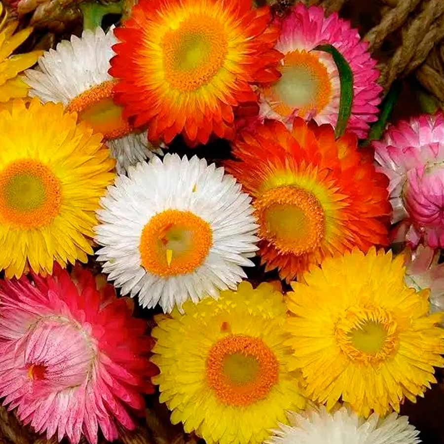 Helychrysum