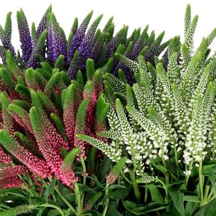 veronicas